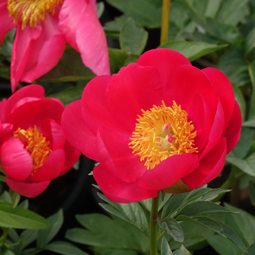Paeonia Flame - Pioenroos (Bloei)