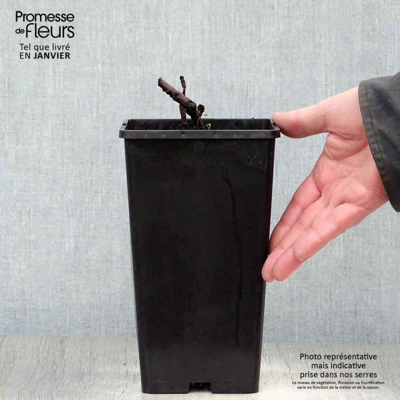 Example of Pivoine Itoh Bartzella Pot van 3 l/4 l as you get in hiver