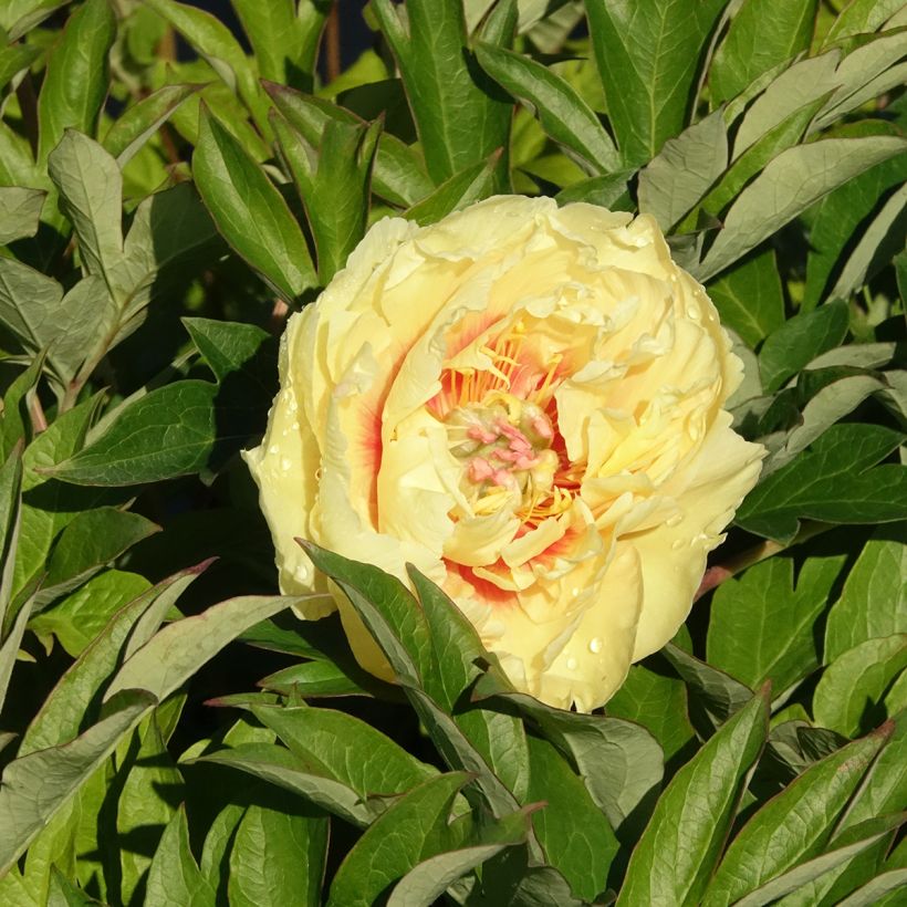 Paeonia Itoh Bartzella - Itoh-pioen (Bloei)