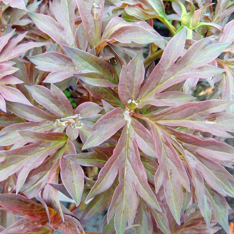 Paeonia Itoh Bartzella - Itoh-pioen (Foliage)
