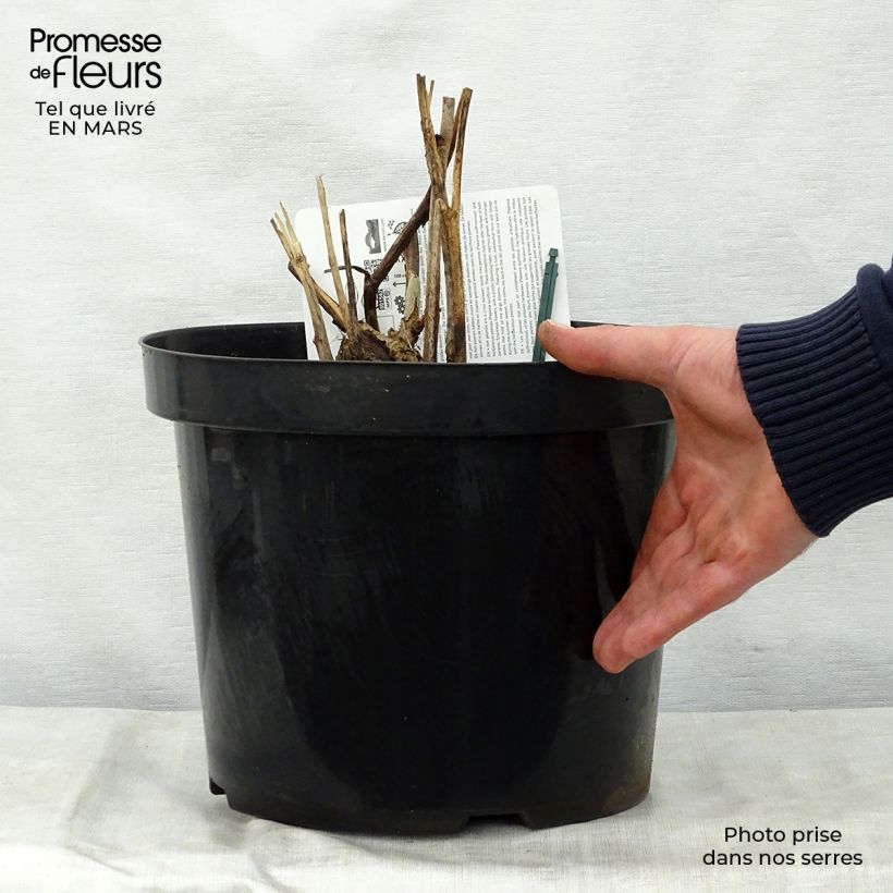 Example of Pivoine Itoh Bartzella Pot van 7,5 l/10 l as you get in printemps