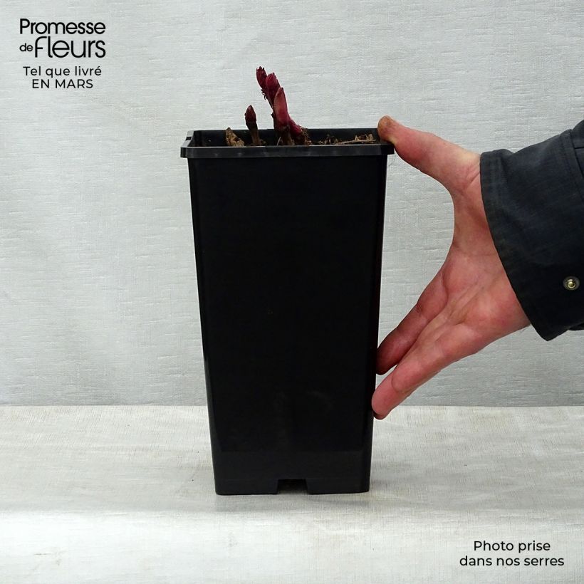 Exemplaar van Paeonia Itoh Bartzella - Itoh-pioen Pot van 3 l/4 l zoals geleverd in de lente