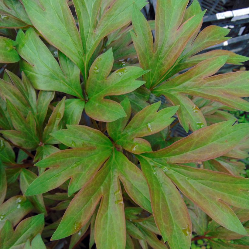 Paeonia Itoh Callies Memory - Itoh-pioen (Foliage)