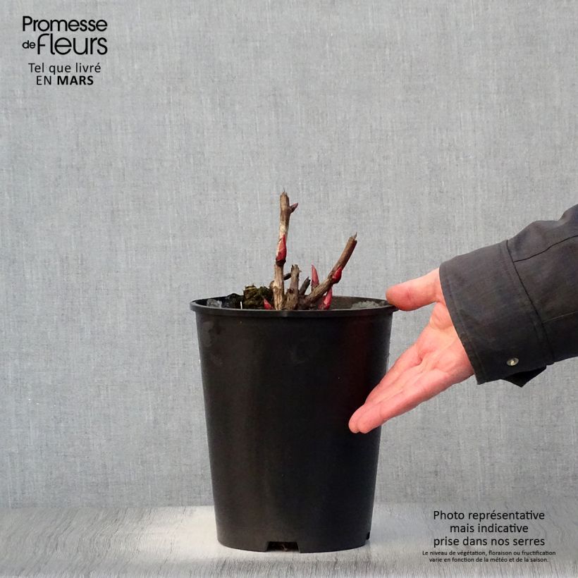 Exemplaar van Paeonia Itoh Cora Louise - Itoh-pioen Pot van 3 l/4 l zoals geleverd in de lente