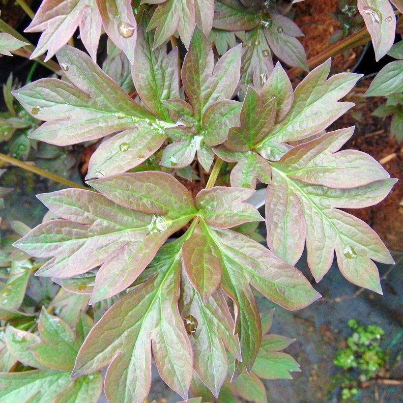 Paeonia Itoh Old Rose Dandy - Itoh-pioen (Foliage)
