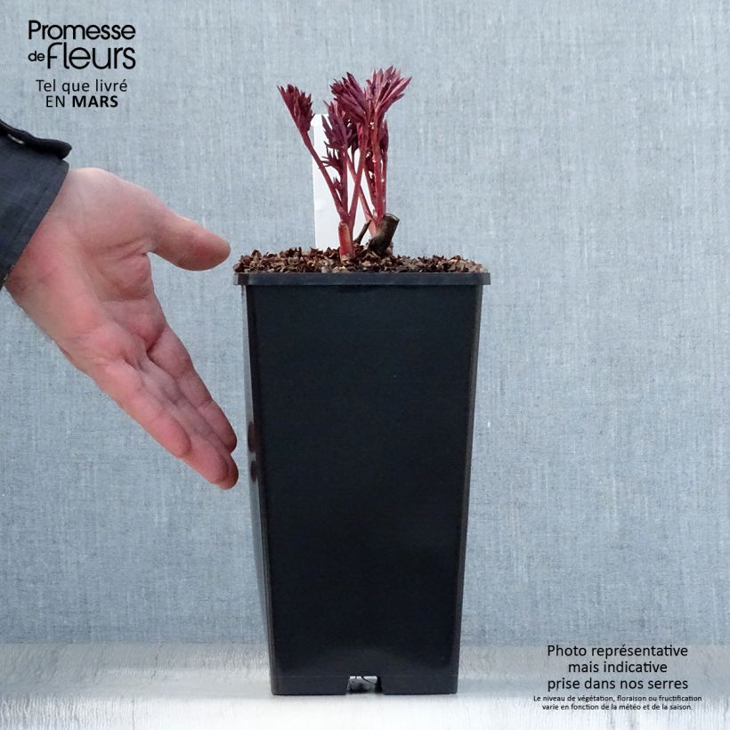 Exemplaar van Paeonia Itoh Pink Ardour - Itoh-pioen Pot van 3 l/4 l zoals geleverd in de lente