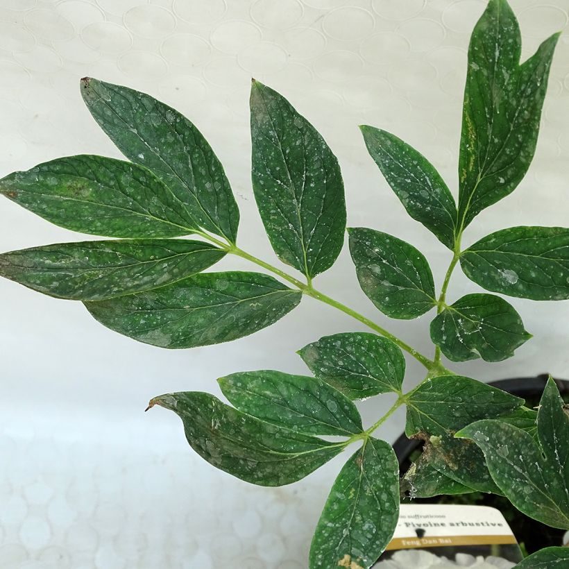 Paeonia ostii - Boompioen (Blad)