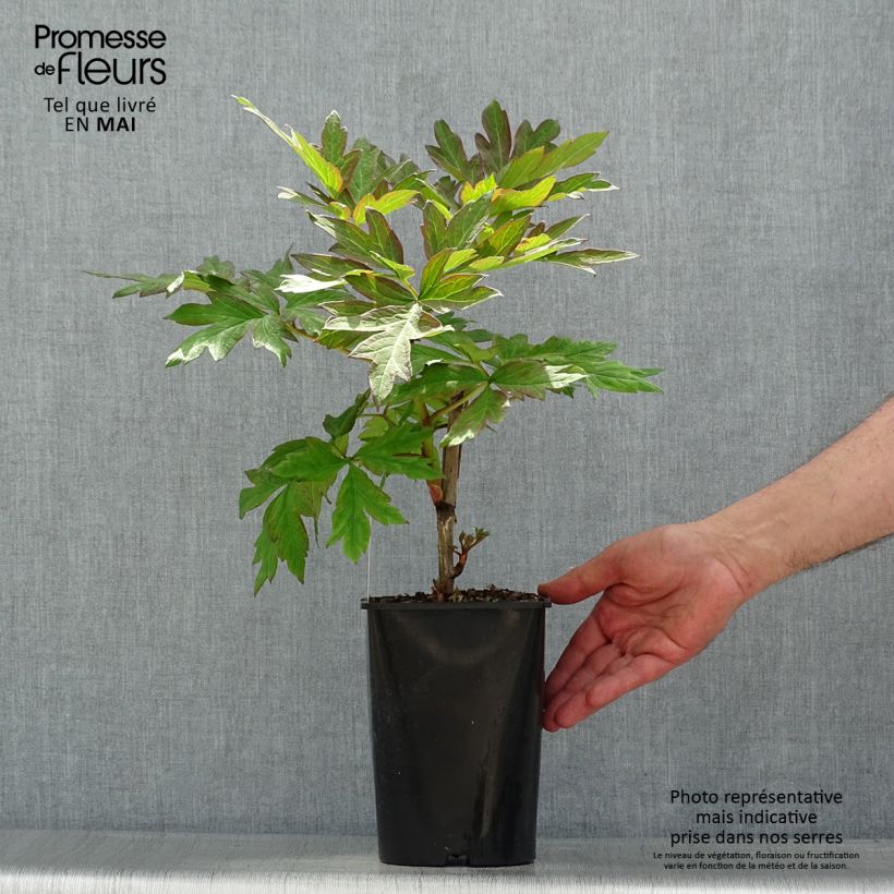 Exemplaar van Paeonia lutea Hai Huang - Boompioen Pot van 3 l/4 l zoals geleverd in de lente