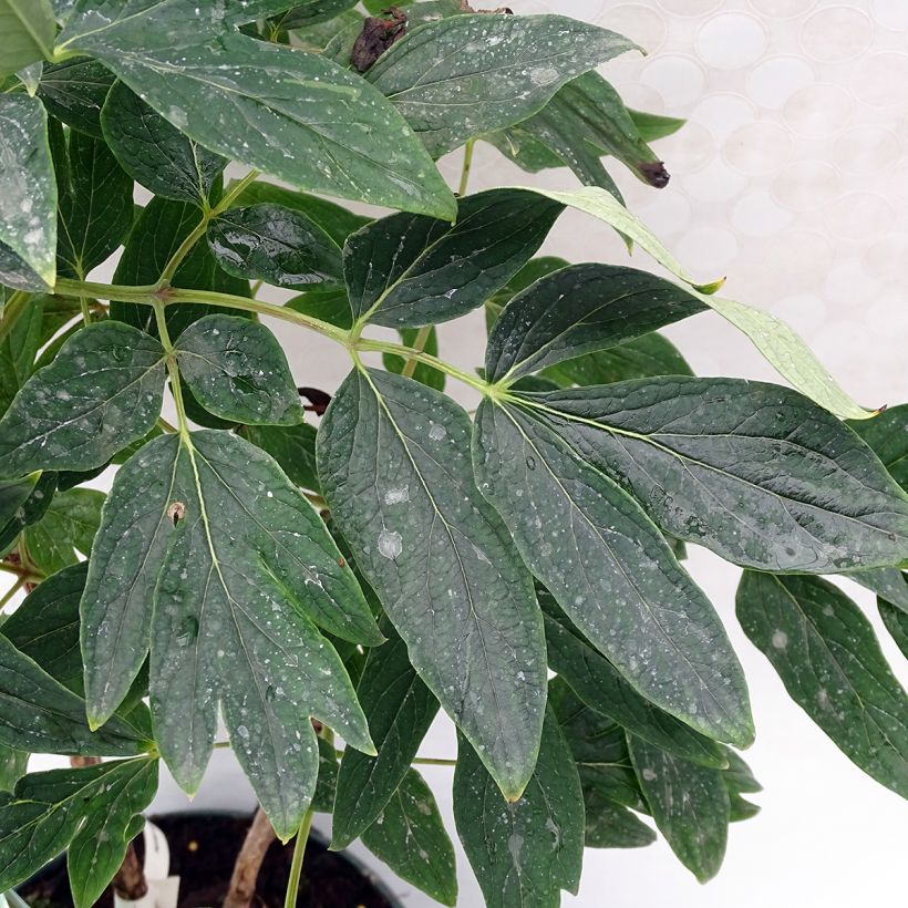 Paeonia suffruticosa 10 Lu Mu Ying Yu - Boompioen (Foliage)