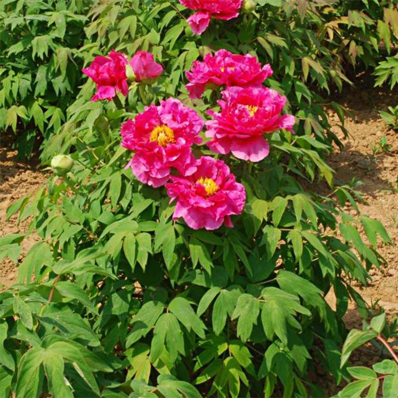 Paeonia suffruticosa 13 Ri Yue Jin - Boompioen (Groeiplaats)