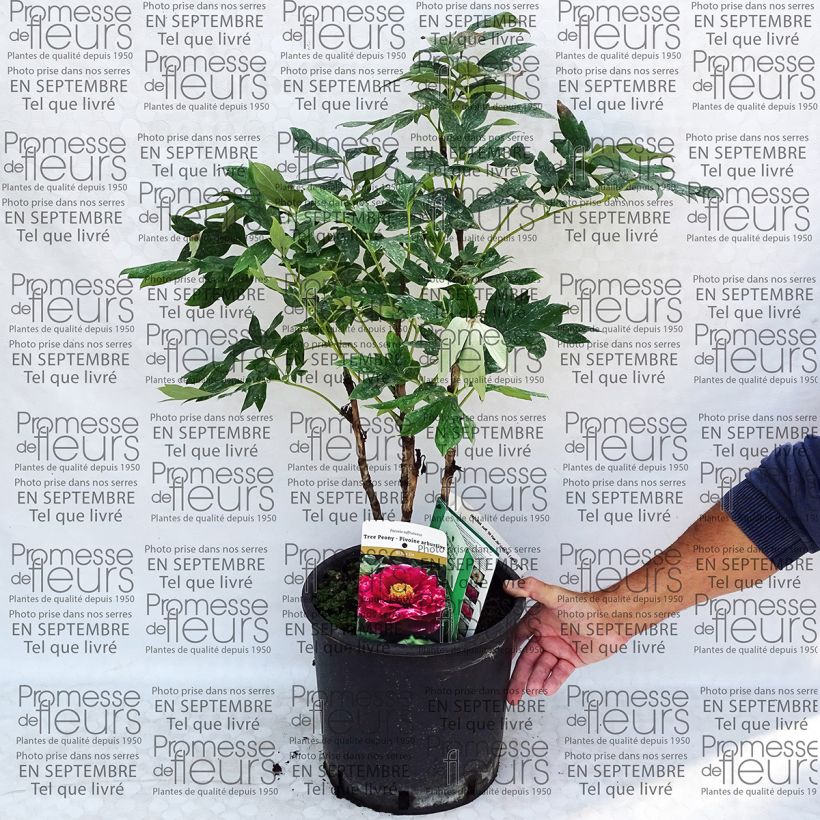 Voorbeeld van een exemplaar van Paeonia suffruticosa 13 Ri Yue Jin - Boompioen Pot van 7,5 l/10 l zoals geleverd
