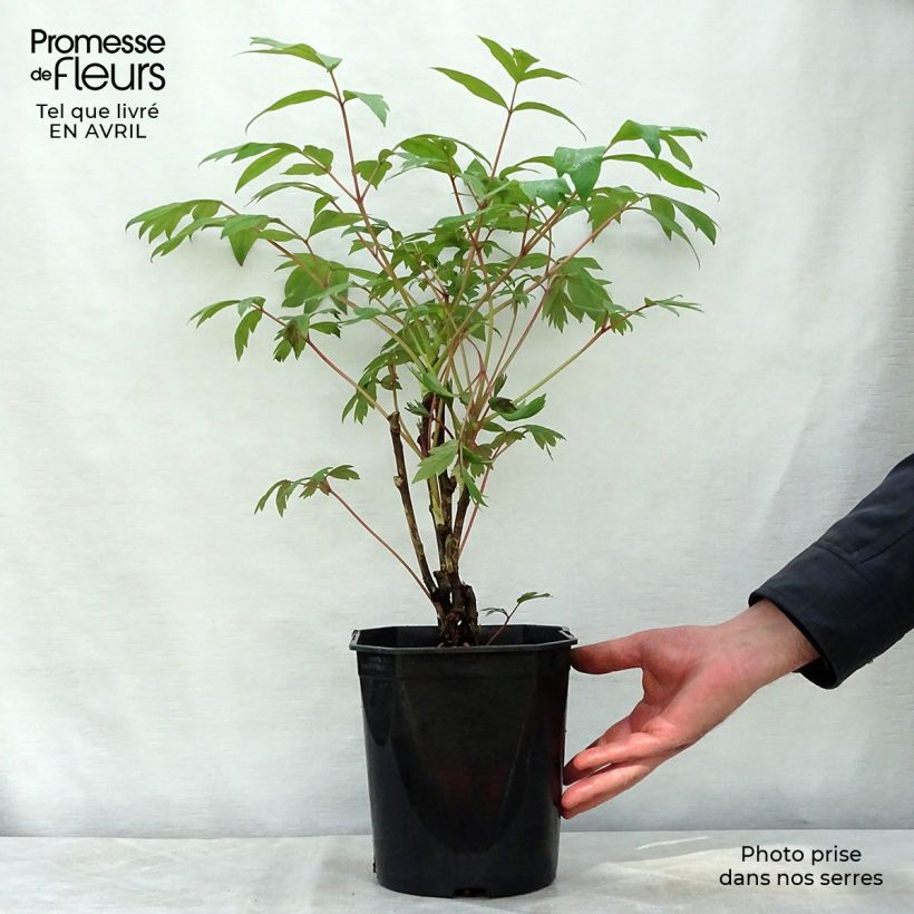 Exemplaar van Paeonia suffruticosa 13 Ri Yue Jin - Boompioen Pot van 4 l/5 l zoals geleverd in de lente