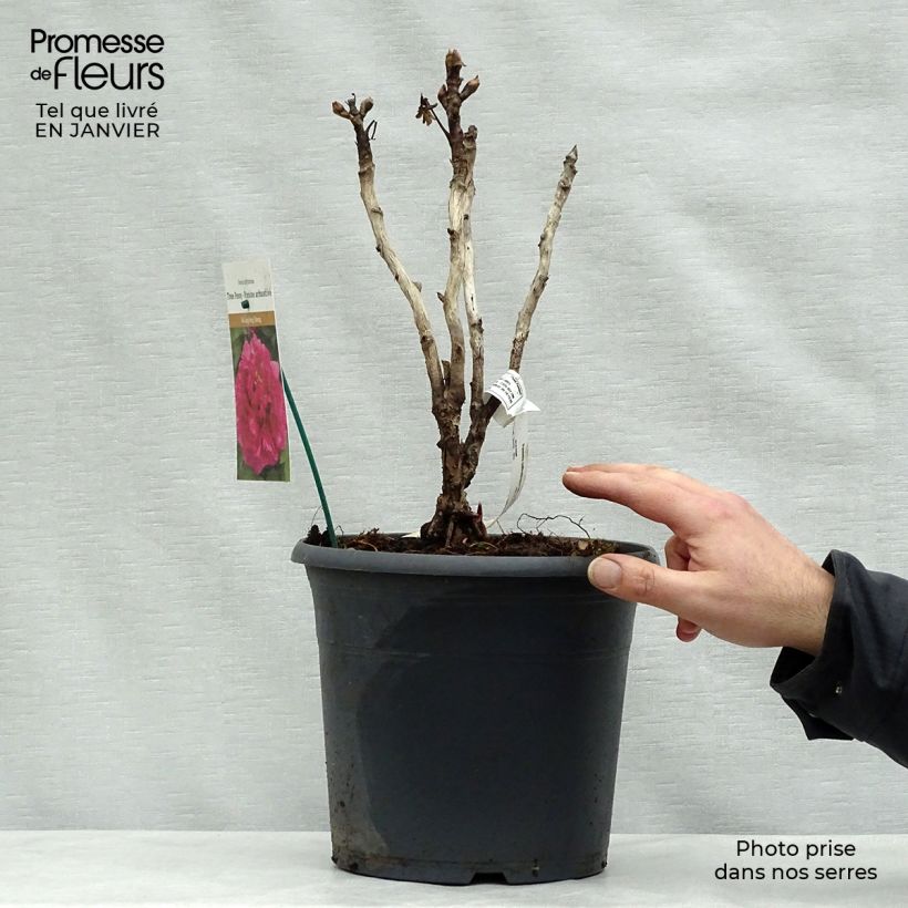 Example of Pivoine arbustive 16 Wu Long Peng Sheng - Paeonia suffruticosa Pot van 6 l/7 l as you get in hiver