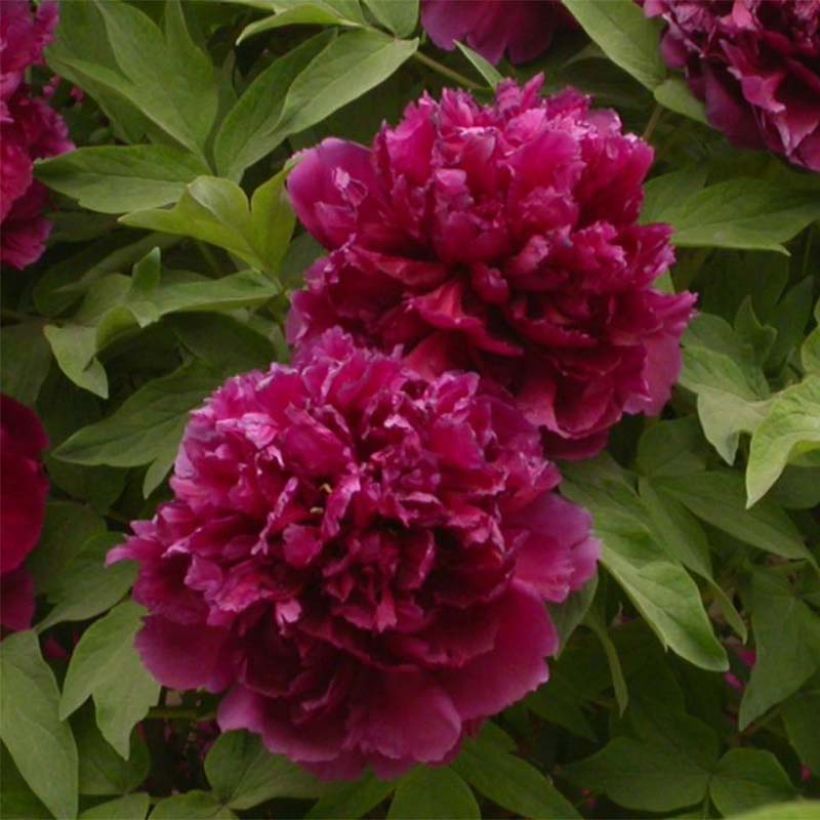 Paeonia suffruticosa Bai Yuan Hong Xia - Boompioen (Bloei)