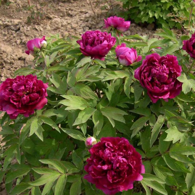 Paeonia suffruticosa Bai Yuan Hong Xia - Boompioen (Groeiplaats)