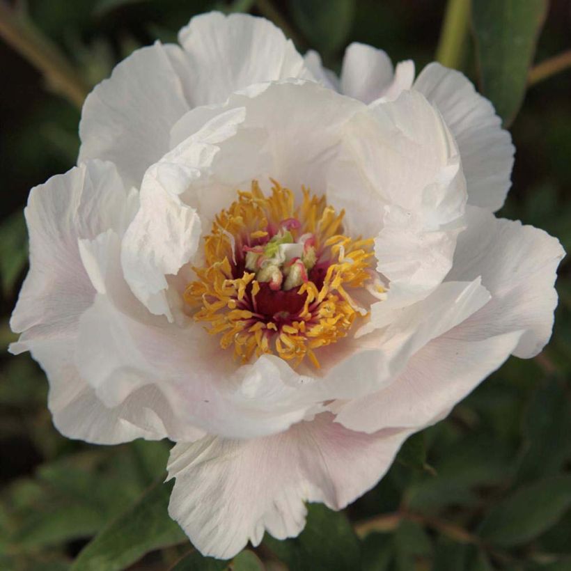 Paeonia ostii - Boompioen (Bloei)