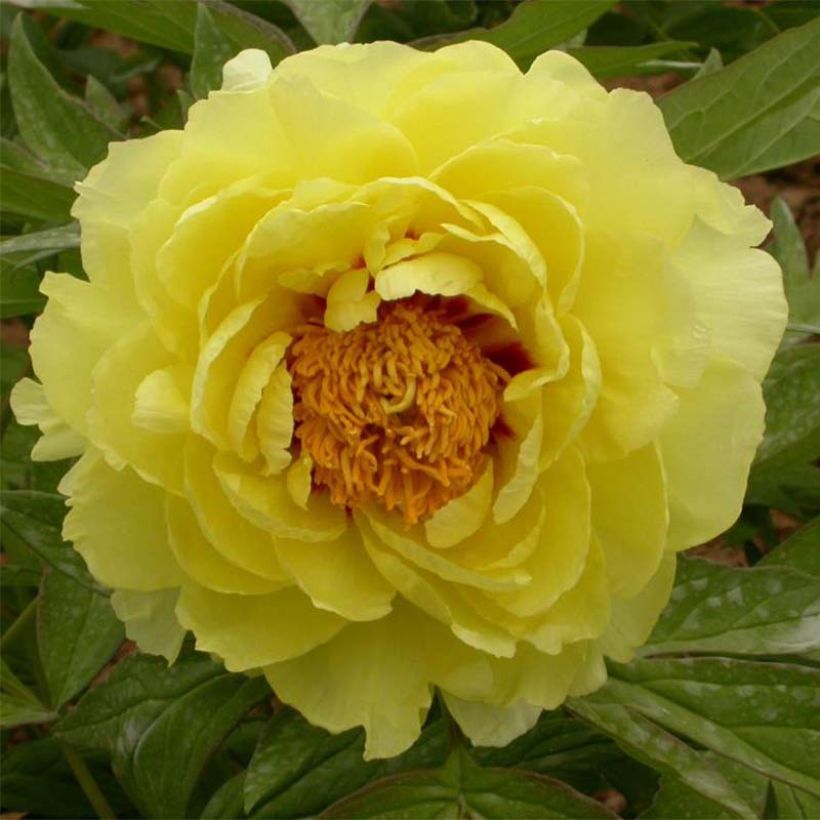 Paeonia lutea Hai Huang - Boompioen (Flowering)