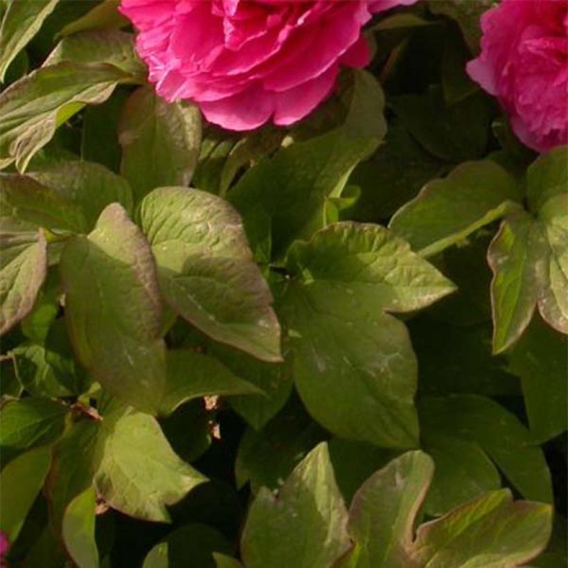 Paeonia suffruticosa 08 Juan Ye Hong - Boompioen (Blad)