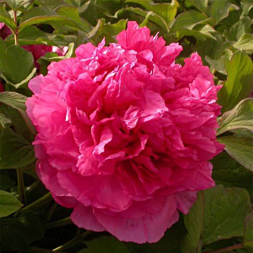 Paeonia suffruticosa 08 Juan Ye Hong - Boompioen (Bloei)