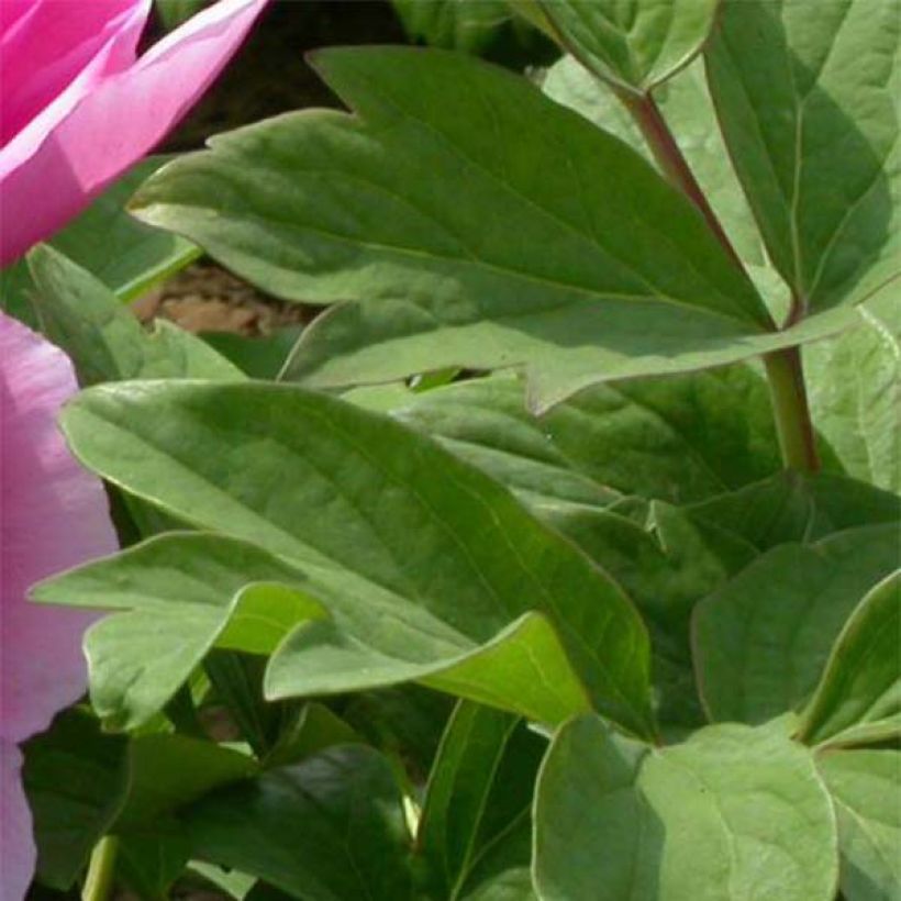 Paeonia suffruticosa Lu He Hong - Boompioen (Foliage)