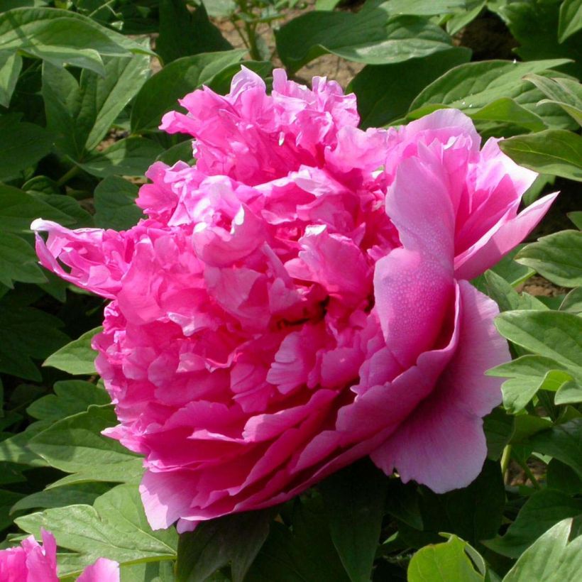 Paeonia suffruticosa Lu He Hong - Boompioen (Flowering)