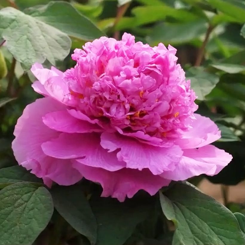 Paeonia suffruticosa Cai Hui - Boompioen (Bloei)