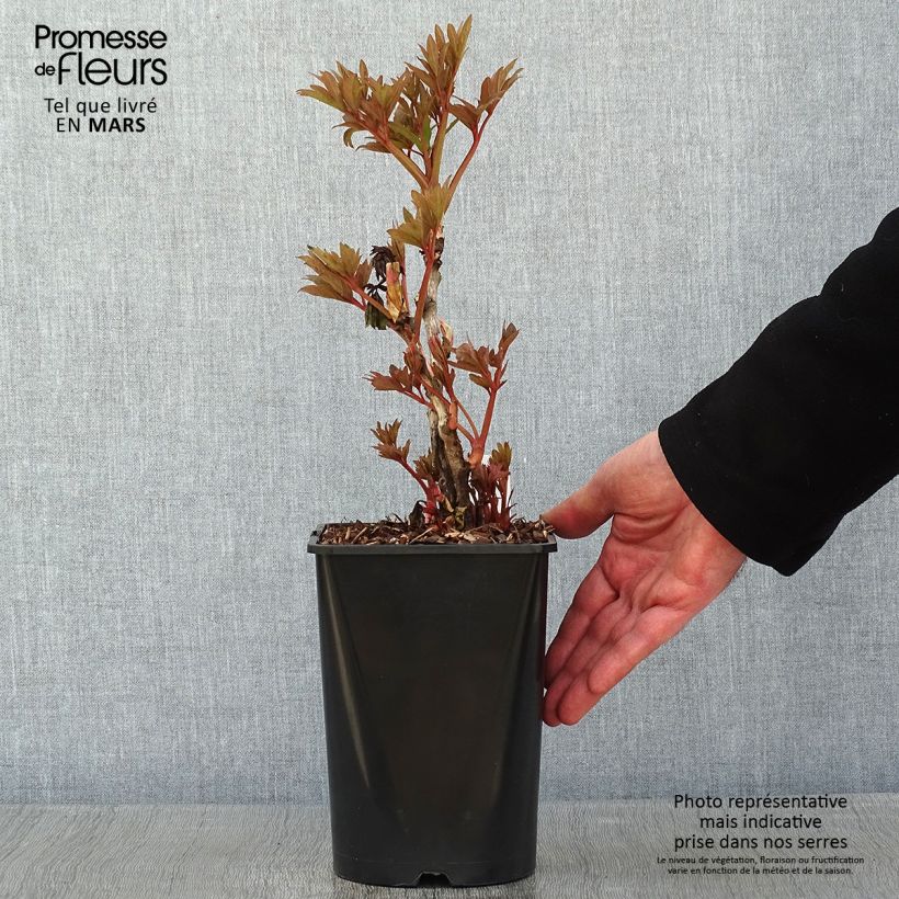 Exemplaar van Paeonia suffruticosa Fen He Piao Jiang - Boompioen Pot van 2 l/3 l zoals geleverd in de winter