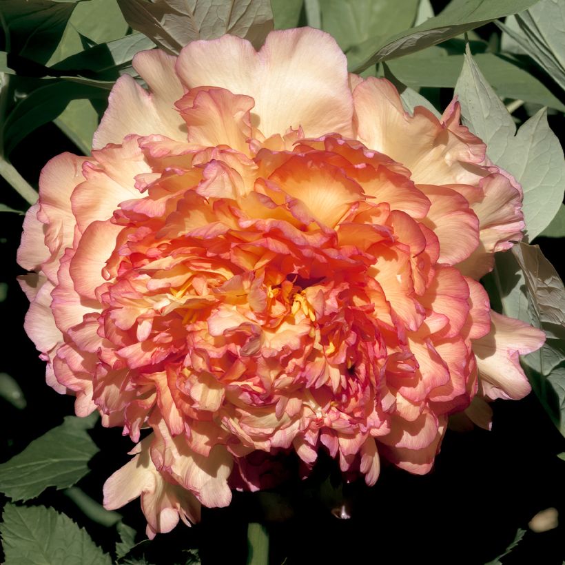 Paeonia suffruticosa Jin Ge - Boompioen (Flowering)