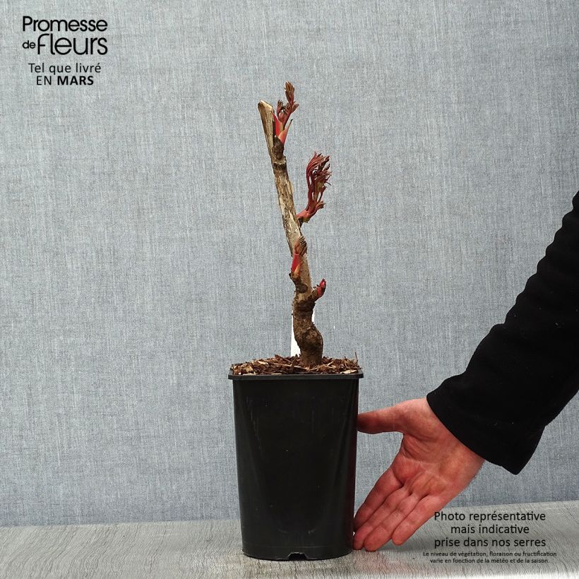 Example of Pivoine arbustive Jin Ge - Paeonia suffruticosa Pot van 2 l/3 l as you get in hiver