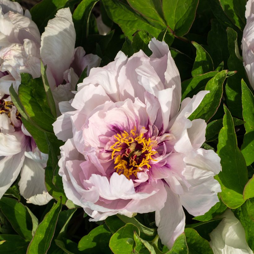 Paeonia suffruticosa Lan Bao Shi (Blue Jewel, Blue Sapphire) - Boompioen (Bloei)