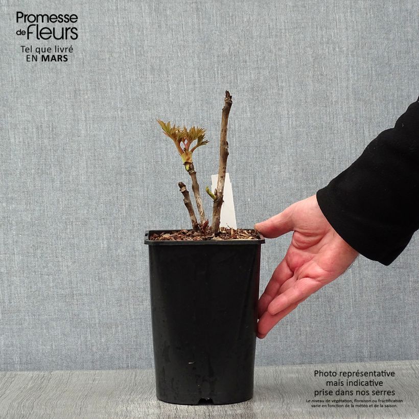 Example of Pivoine arbustive Rou Fu Rong - Paeonia suffruticosa Pot van 2 l/3 l as you get in hiver