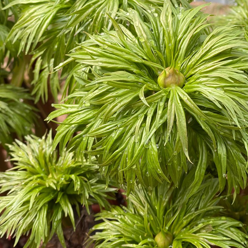 Paeonia anomala - Pioenroos (Blad)