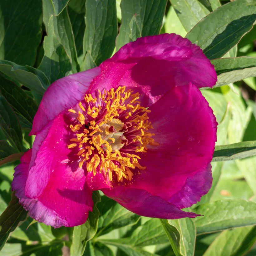 Paeonia humilis - Boerenpioen (Bloei)