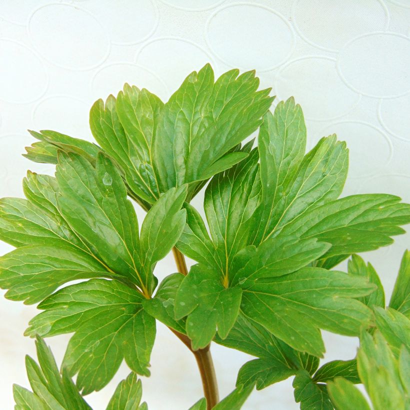 Paeonia peregrina - Pioen (Blad)