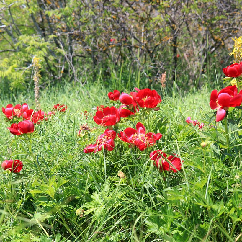 Paeonia peregrina - Pioen (Groeiplaats)