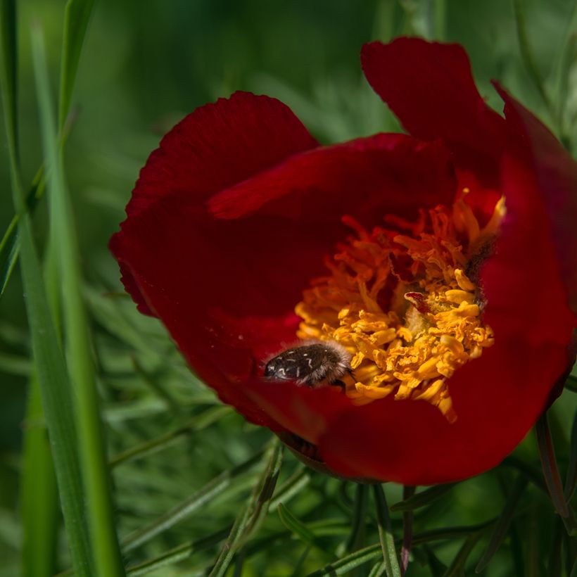 Paeonia tenuifolia - Fijnbladige pioen (Bloei)