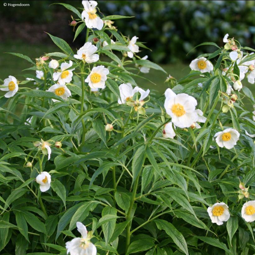 Paeonia emodi Late Windflower - Pioen (Plant habit)