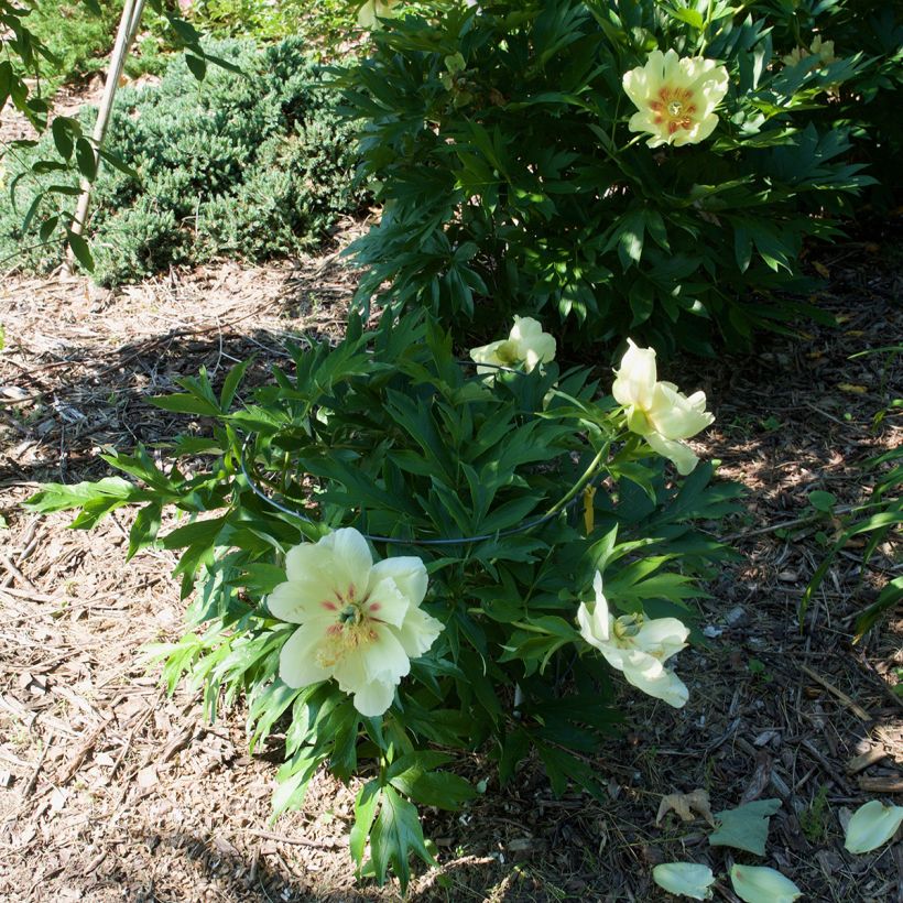 Paeonia Itoh Viking Full Moon - Itoh-pioen (Plant habit)