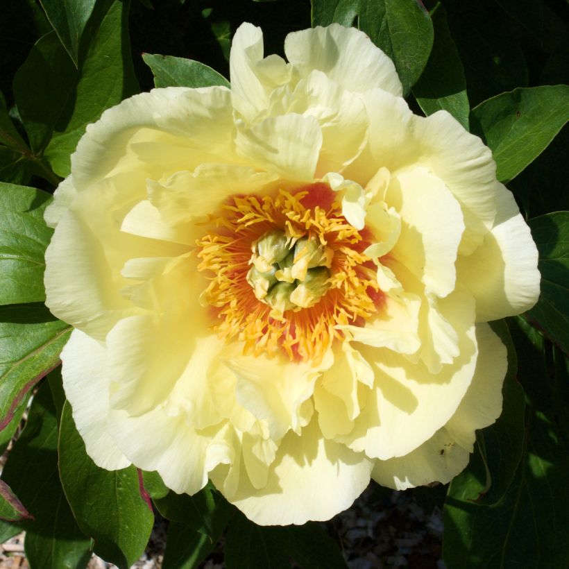Paeonia Itoh Yellow Crown - Itoh-pioen (Flowering)