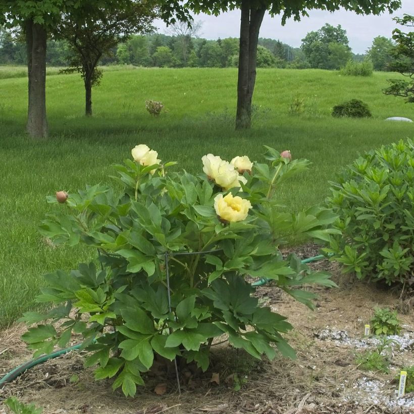 Paeonia Itoh Yellow Crown - Itoh-pioen (Plant habit)