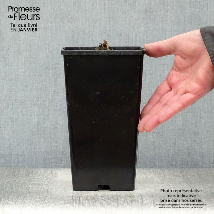 Example of Pivoine lactiflora Adolphe Rousseau Pot van 3 l/4 l as you get in hiver