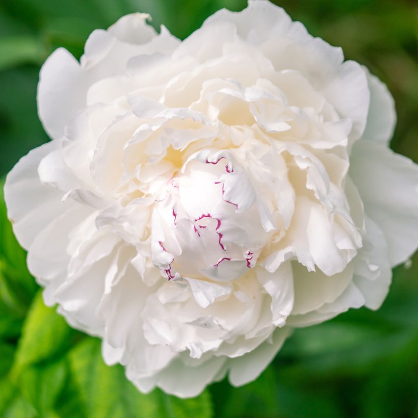 Paeonia lactiflora Avalanche - Pioenroos (Flowering)
