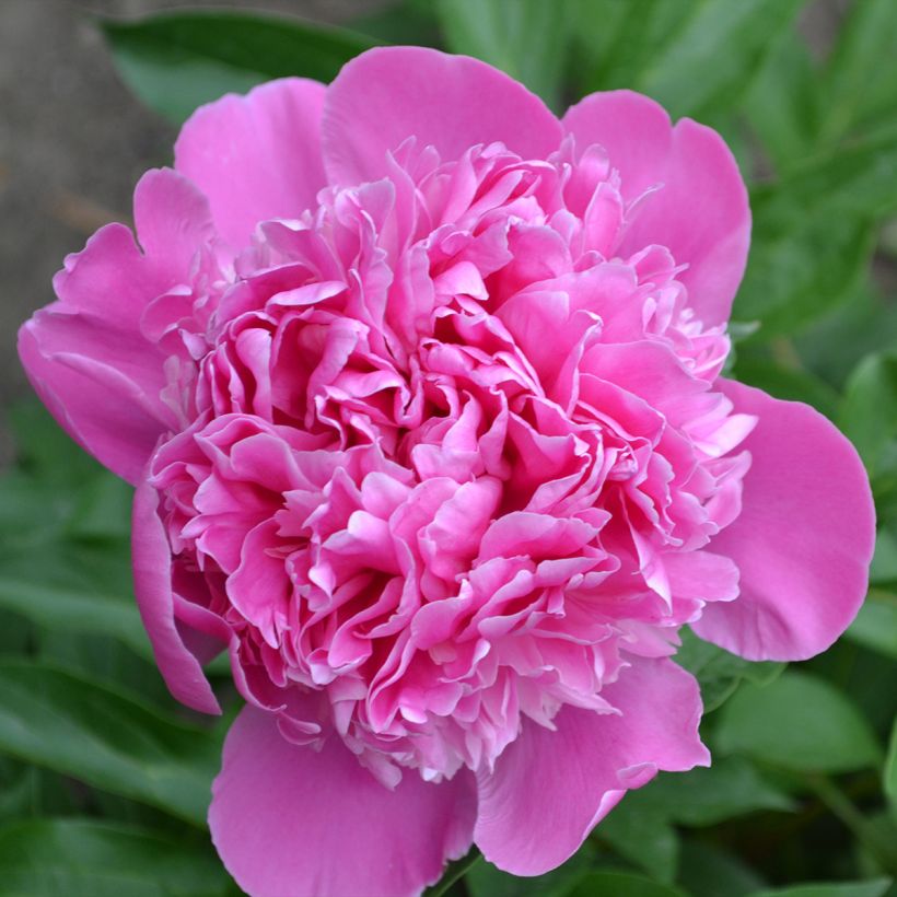 Paeonia lactiflora Bouquet Perfect - Pioenroos (Flowering)