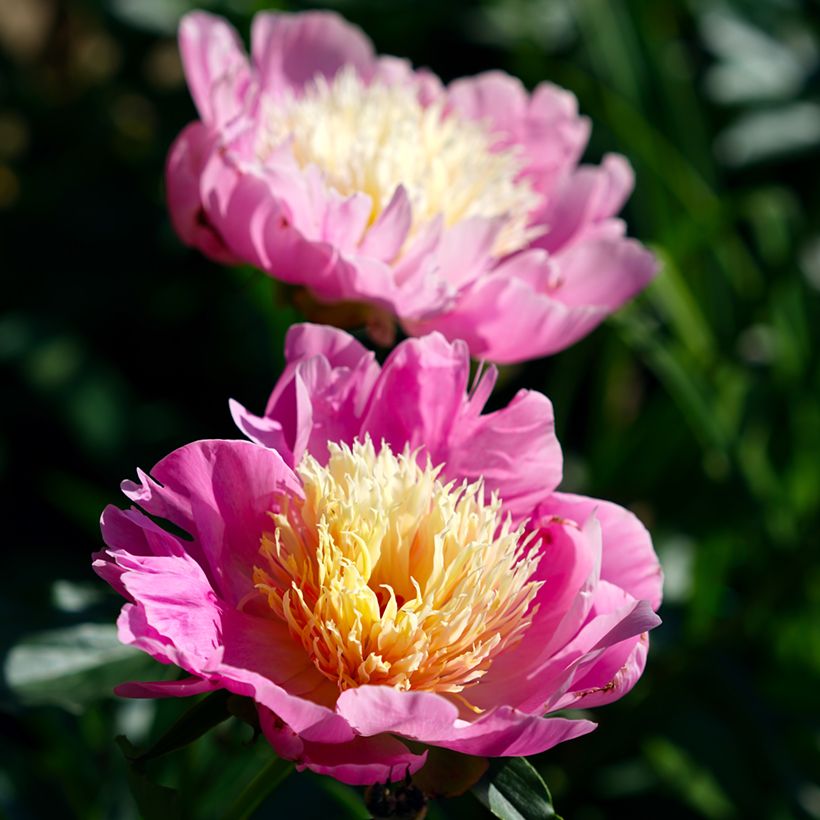 Paeonia lactiflora Bowl of Beauty - Pioenroos (Bloei)