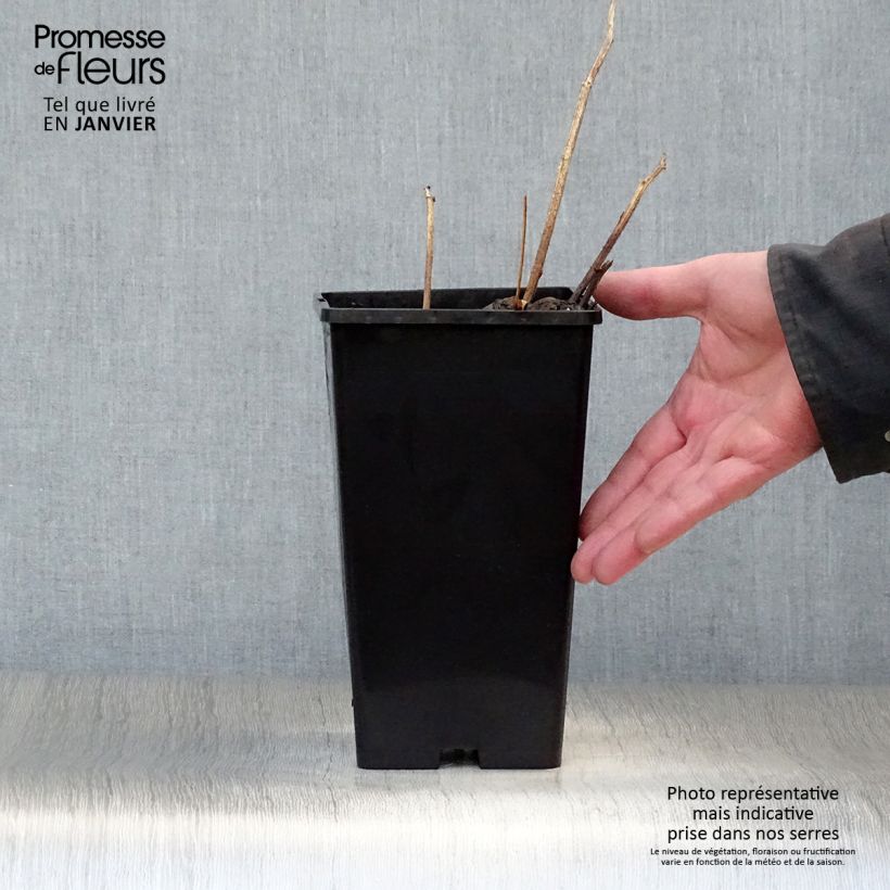 Example of Pivoine lactiflora Buckeye Belle Pot van 3 l/4 l as you get in hiver