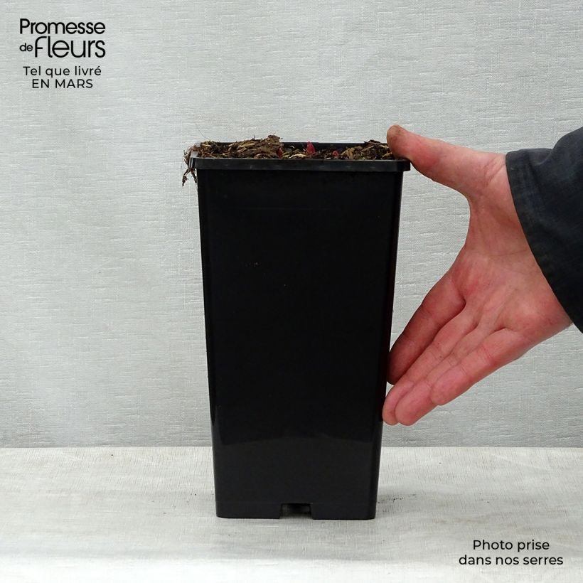 Exemplaar van Paeonia lactiflora Buckeye Belle - Pioenroos Pot van 3 l/4 l zoals geleverd in de lente