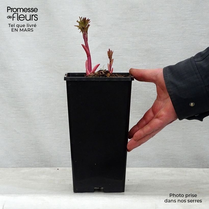Exemplaar van Paeonia lactiflora Do Tell - Pioenroos Pot van 3 l/4 l zoals geleverd in de lente