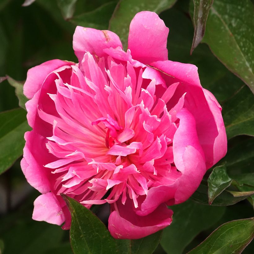 Paeonia lactiflora Edulis Superba - Pioenroos (Bloei)