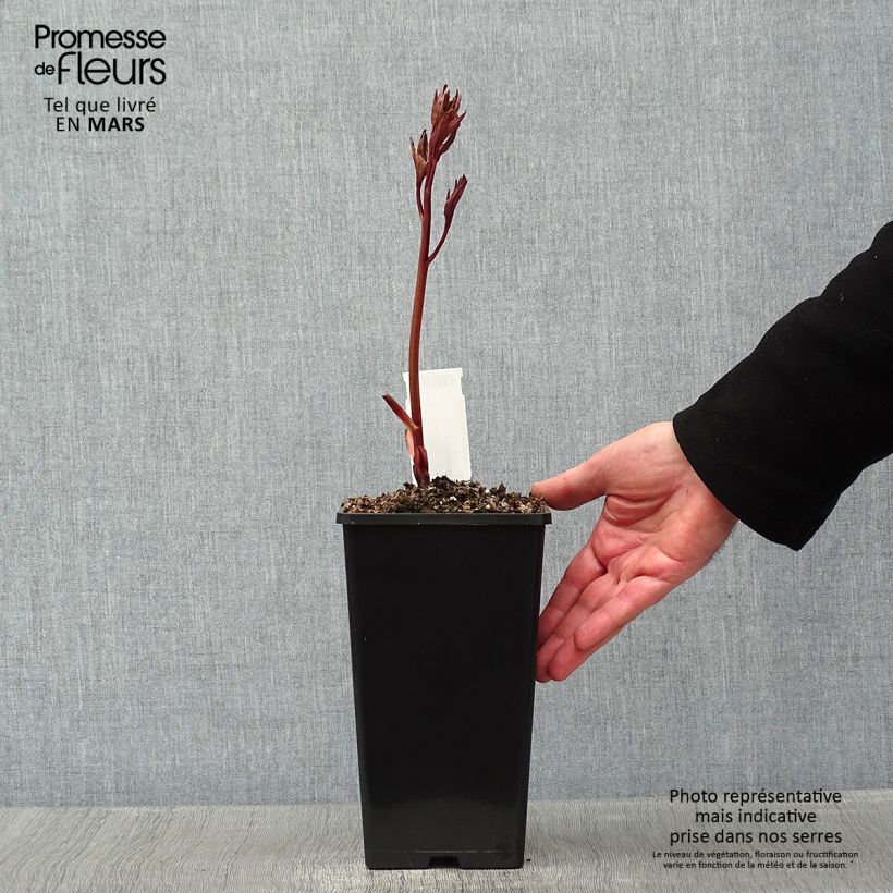 Example of Pivoine lactiflora Félix Crousse Pot van 3 l/4 l as you get in hiver