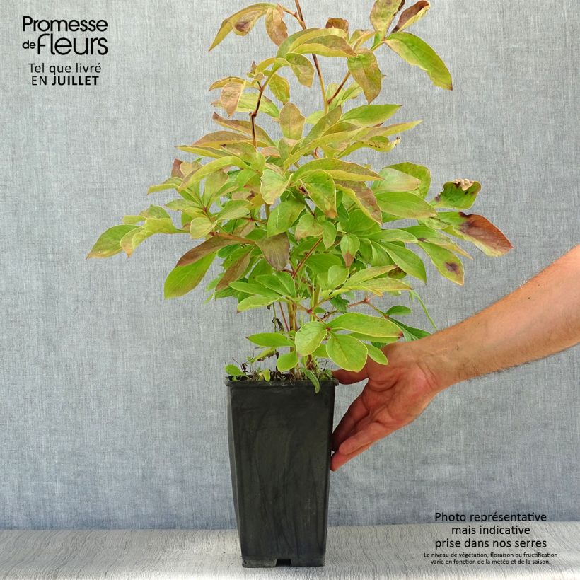 Exemplaar van Paeonia lactiflora Festiva Maxima - Pioenroos Pot van 3 l/4 l zoals geleverd in de zomer
